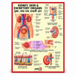 Excretory Apparatus